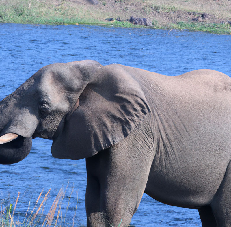 an elephant near a river bank - water and memory